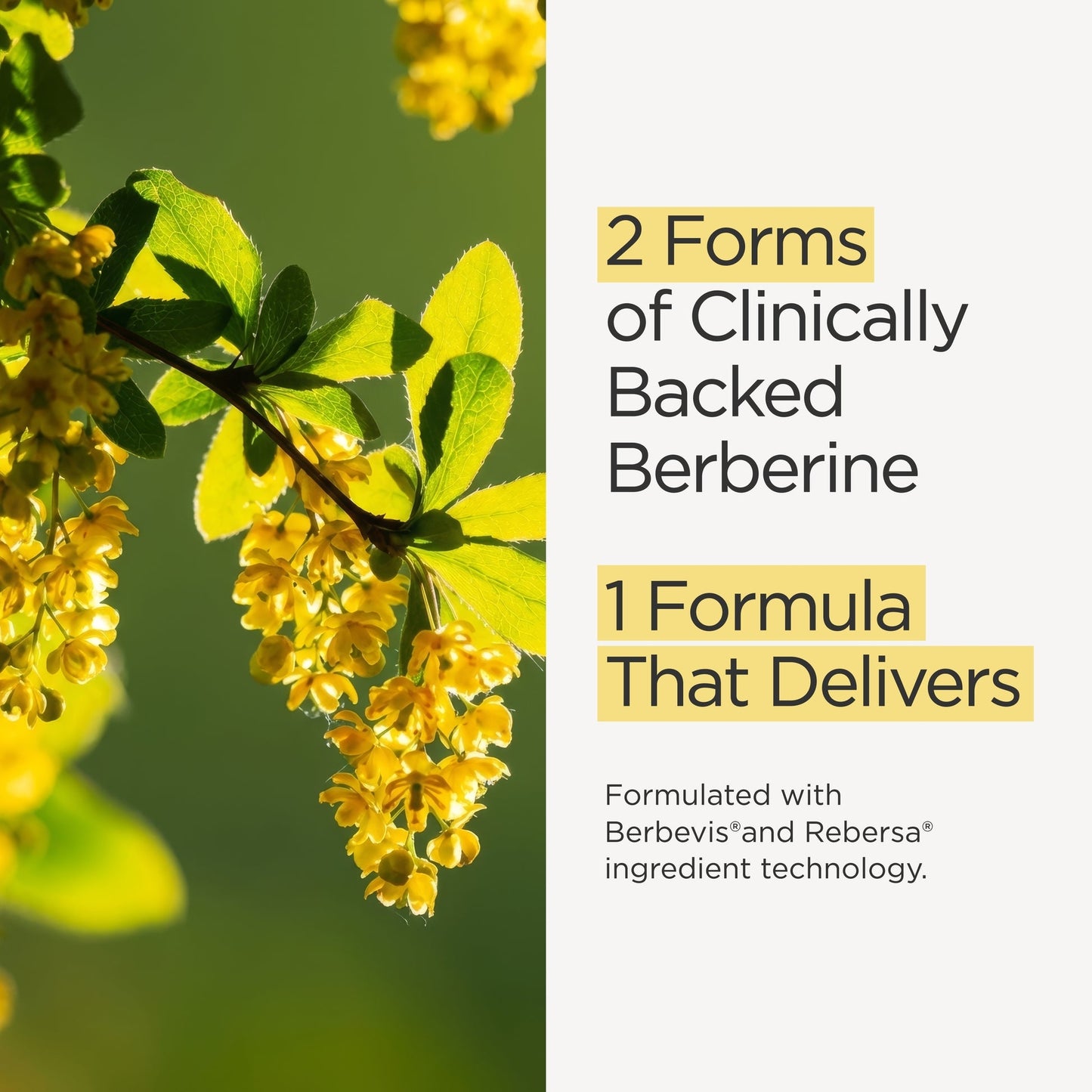 Berberine Supplement with Berbevis for Metabolic Health Support. Higher Strength for Blood Sugar Already in the Normal Range and Body Composition. By Nutritionist Jessica Sepel